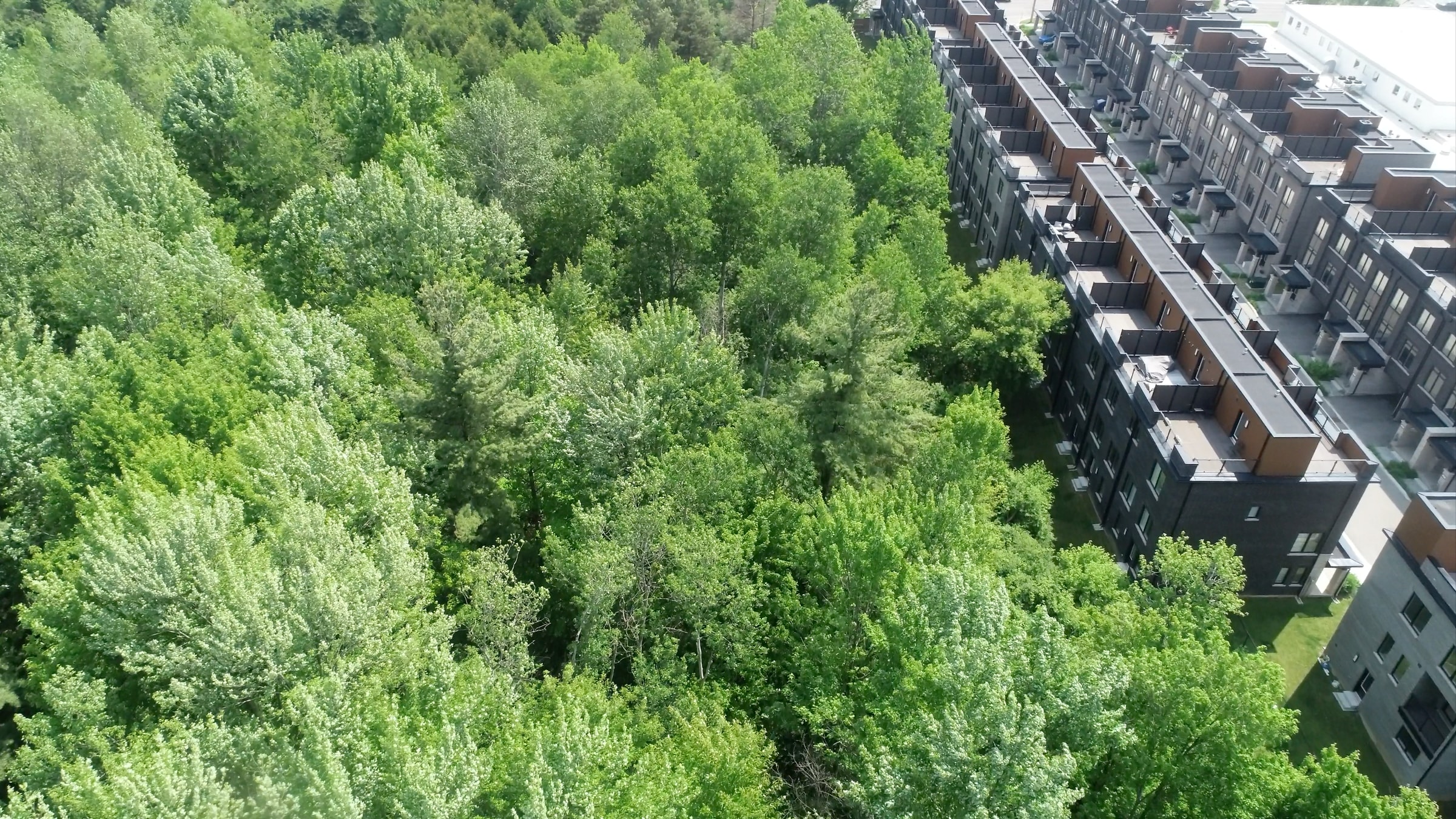 Zen Towns Cambridge townhomes backing onto Dumfries Conservation Area trails