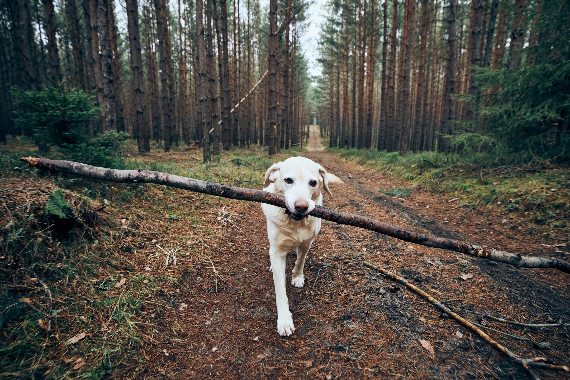 Dog walking on Dumfries Conservation Area trails near Zen Towns