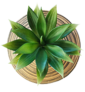zen-plant
